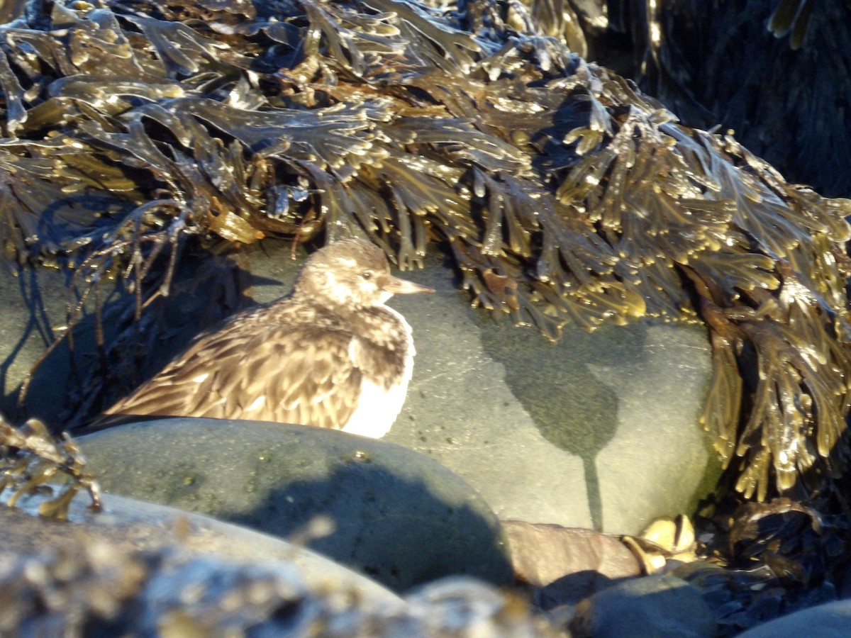 Ruddy Turnstone - ML646638984