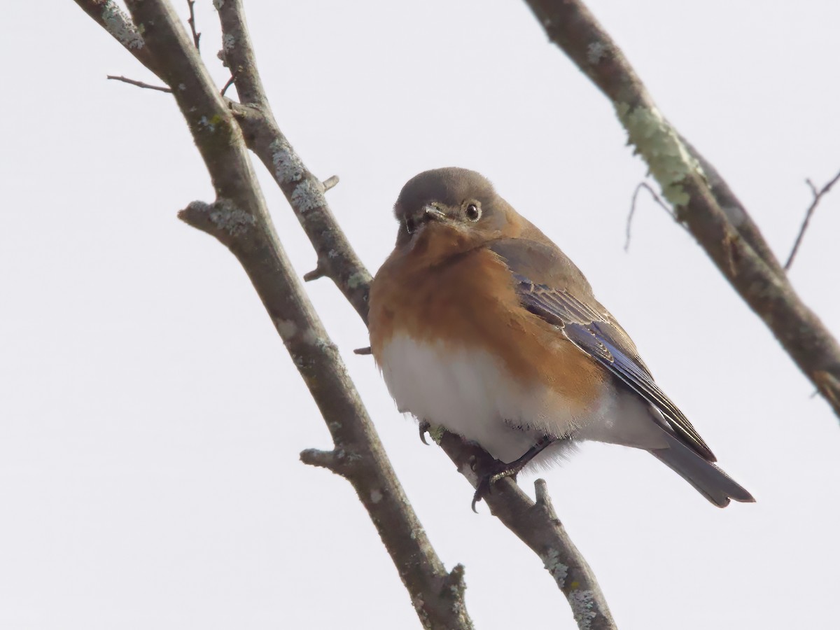 Eastern Bluebird - ML646638985
