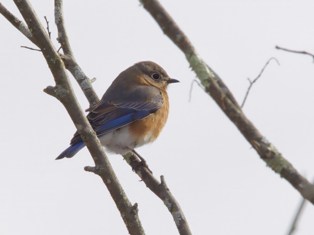 Eastern Bluebird - ML646638986