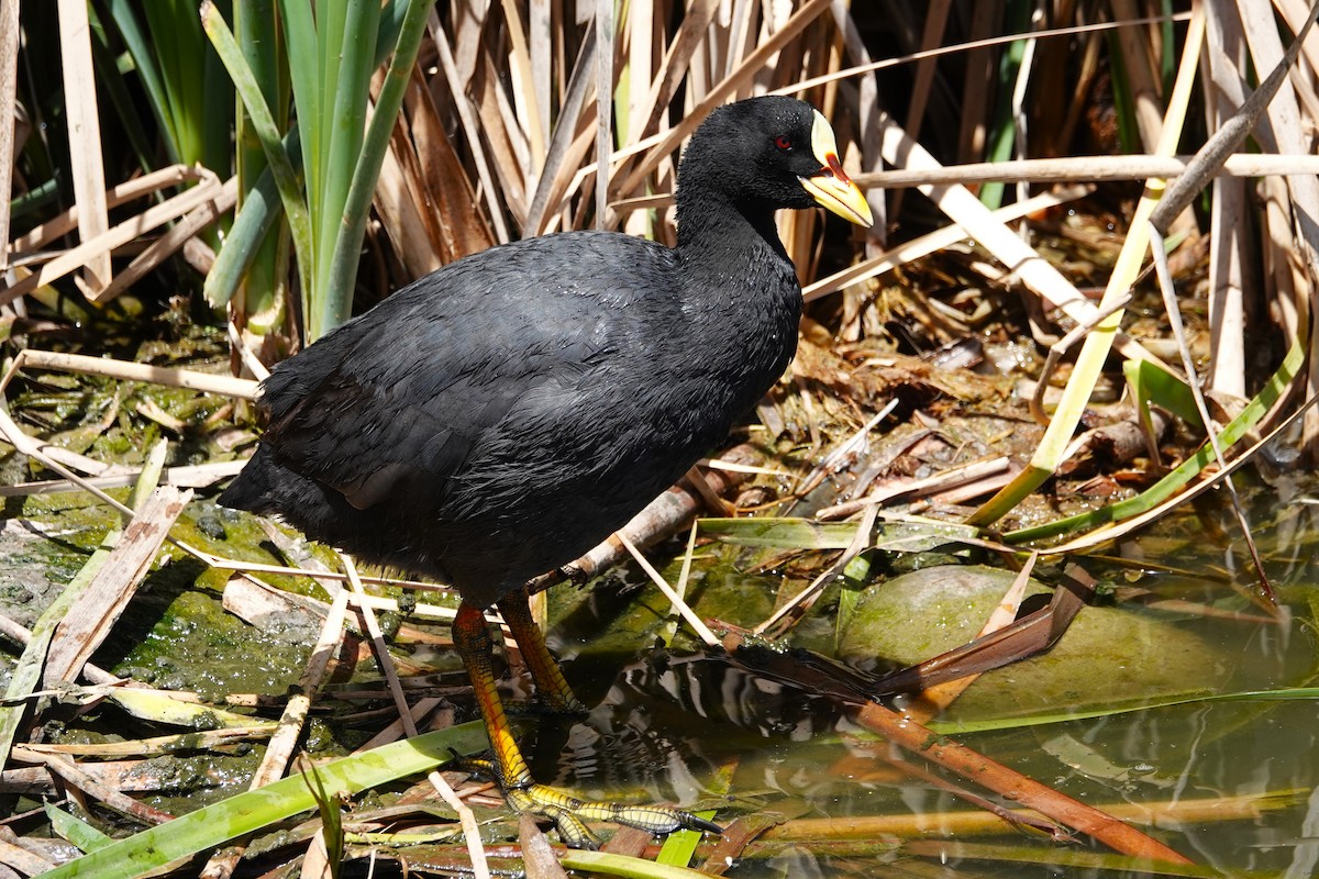 Red-gartered Coot - ML646638987