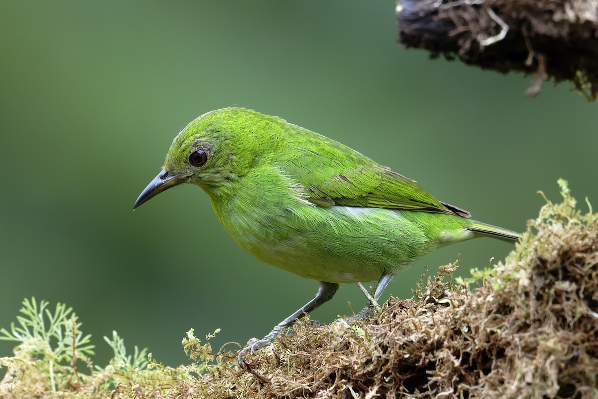 Green Honeycreeper - ML646638988