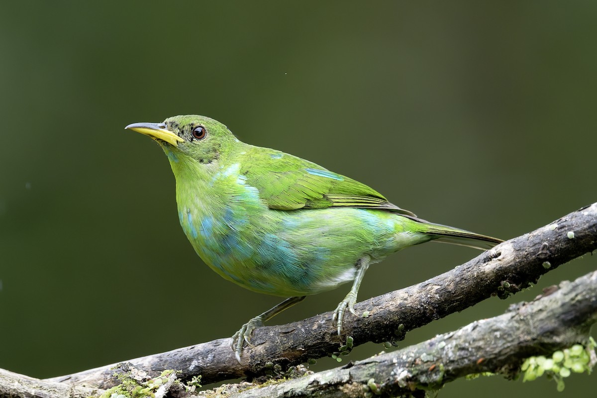 Green Honeycreeper - ML646638989