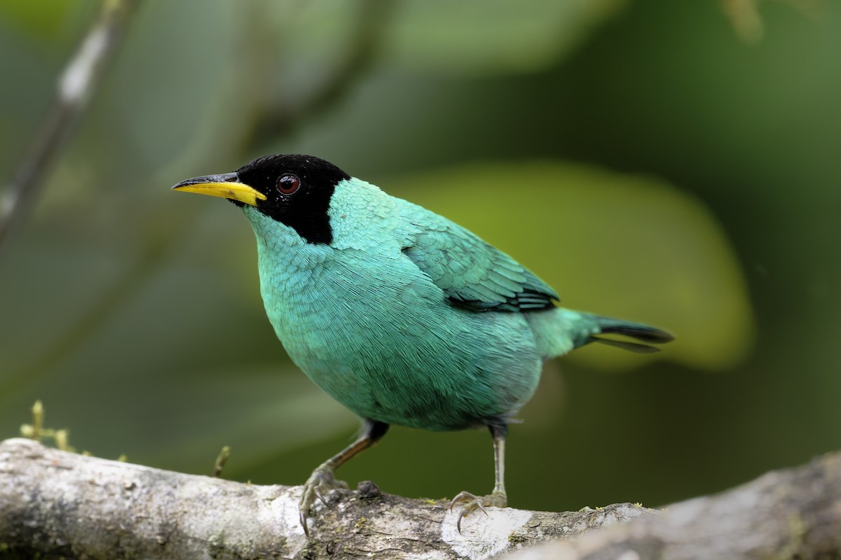 Green Honeycreeper - ML646638990