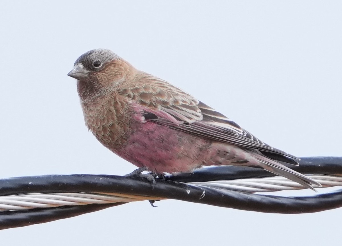 Brown-capped Rosy-Finch - ML646638993
