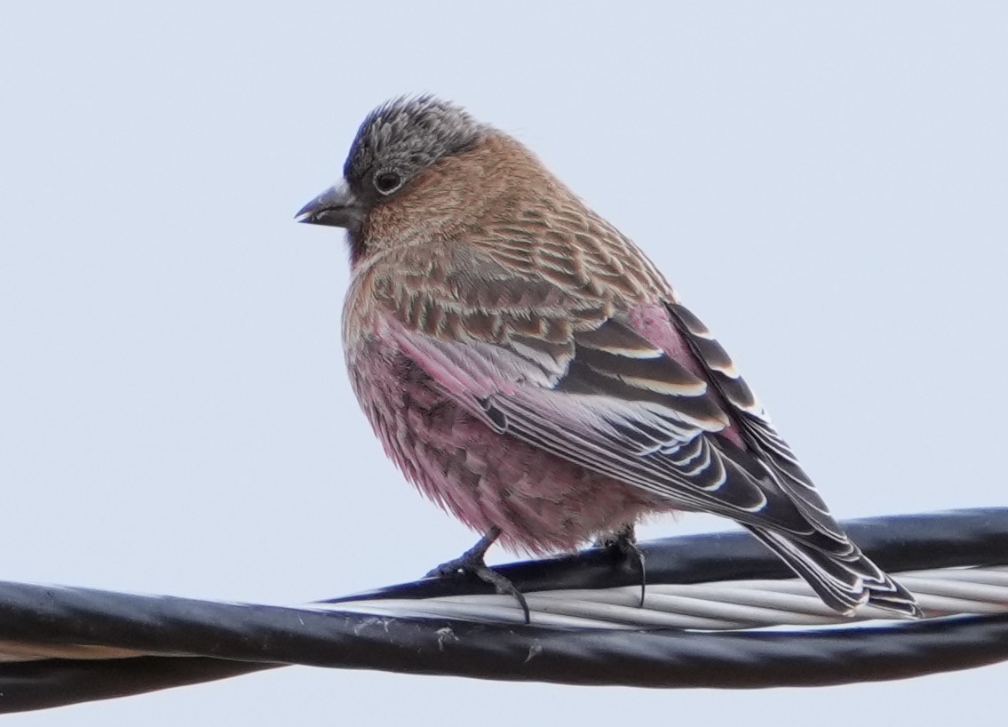 Brown-capped Rosy-Finch - ML646638994