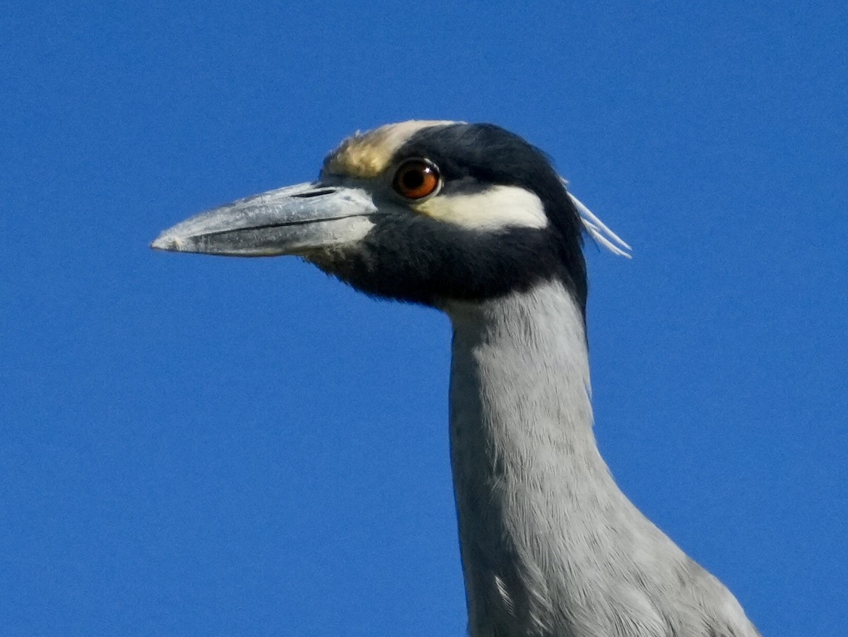 kvakoš žlutočelý - ML646638995