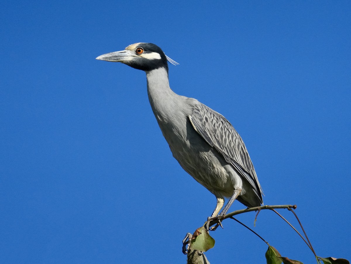 kvakoš žlutočelý - ML646638996