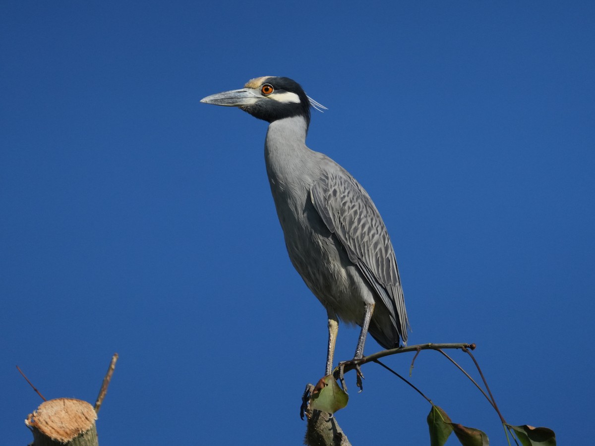 kvakoš žlutočelý - ML646638997