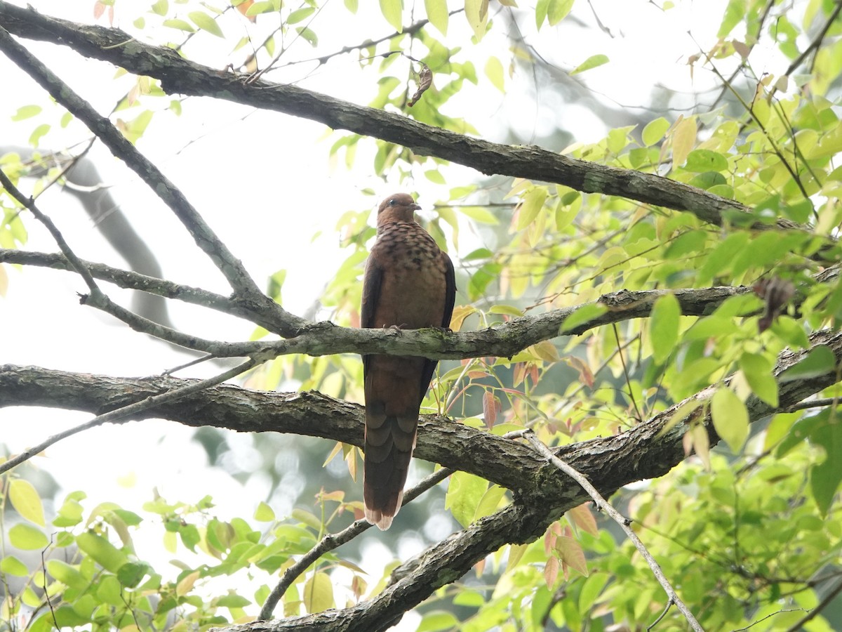Little Cuckoo-Dove - ML646638998