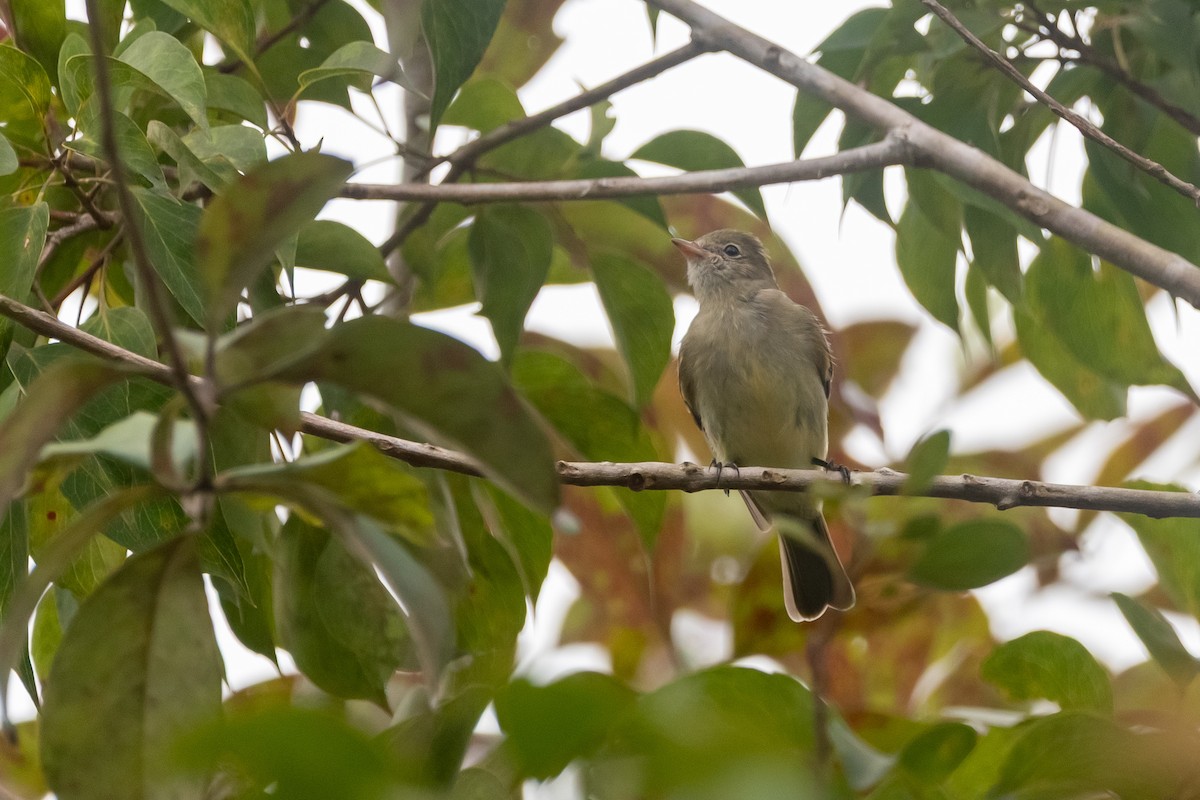 Lesser Elaenia - ML646638999