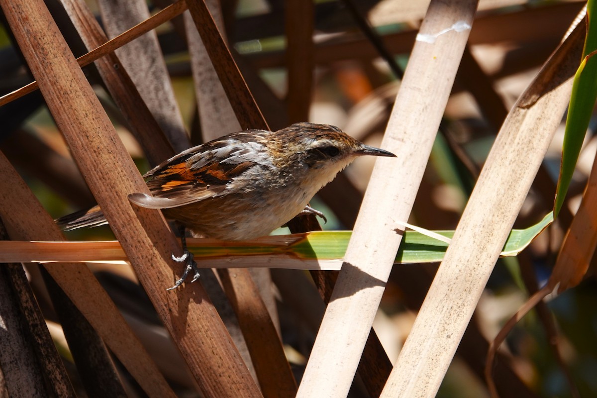 Junquero troglodyte - ML646639001