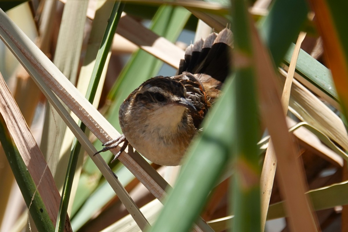 Junquero troglodyte - ML646639002