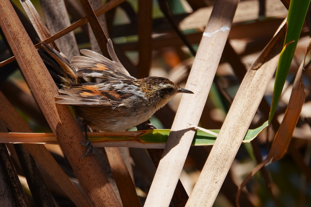 Junquero troglodyte - ML646639003