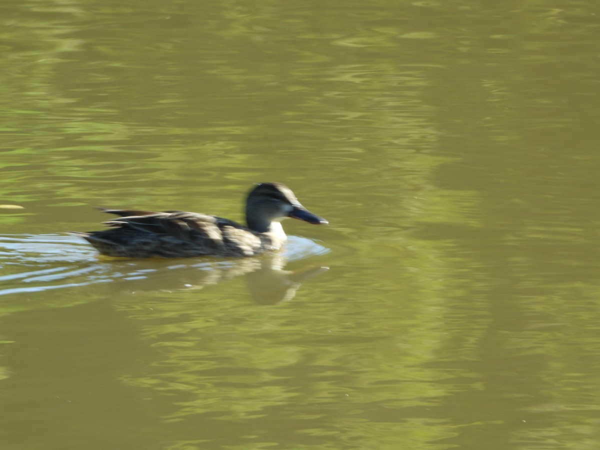 Blue-winged Teal - ML646639005