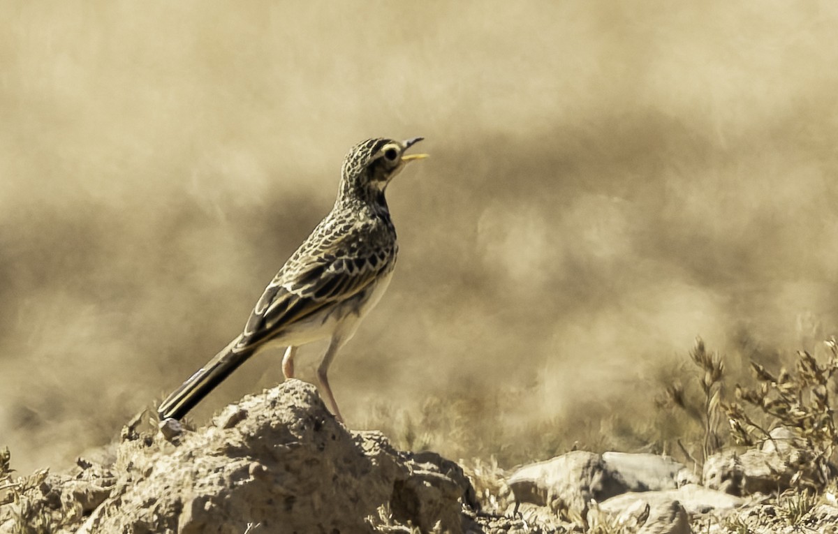 Zimtspornpieper - ML646639006