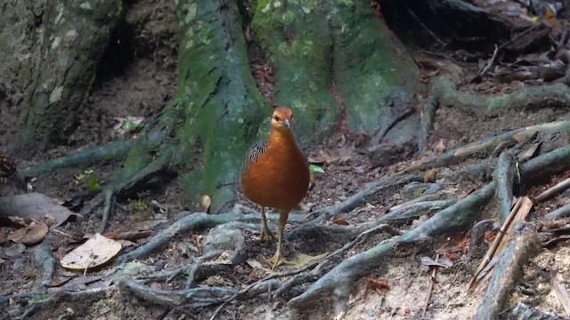 Ferruginous Partridge - ML646639007