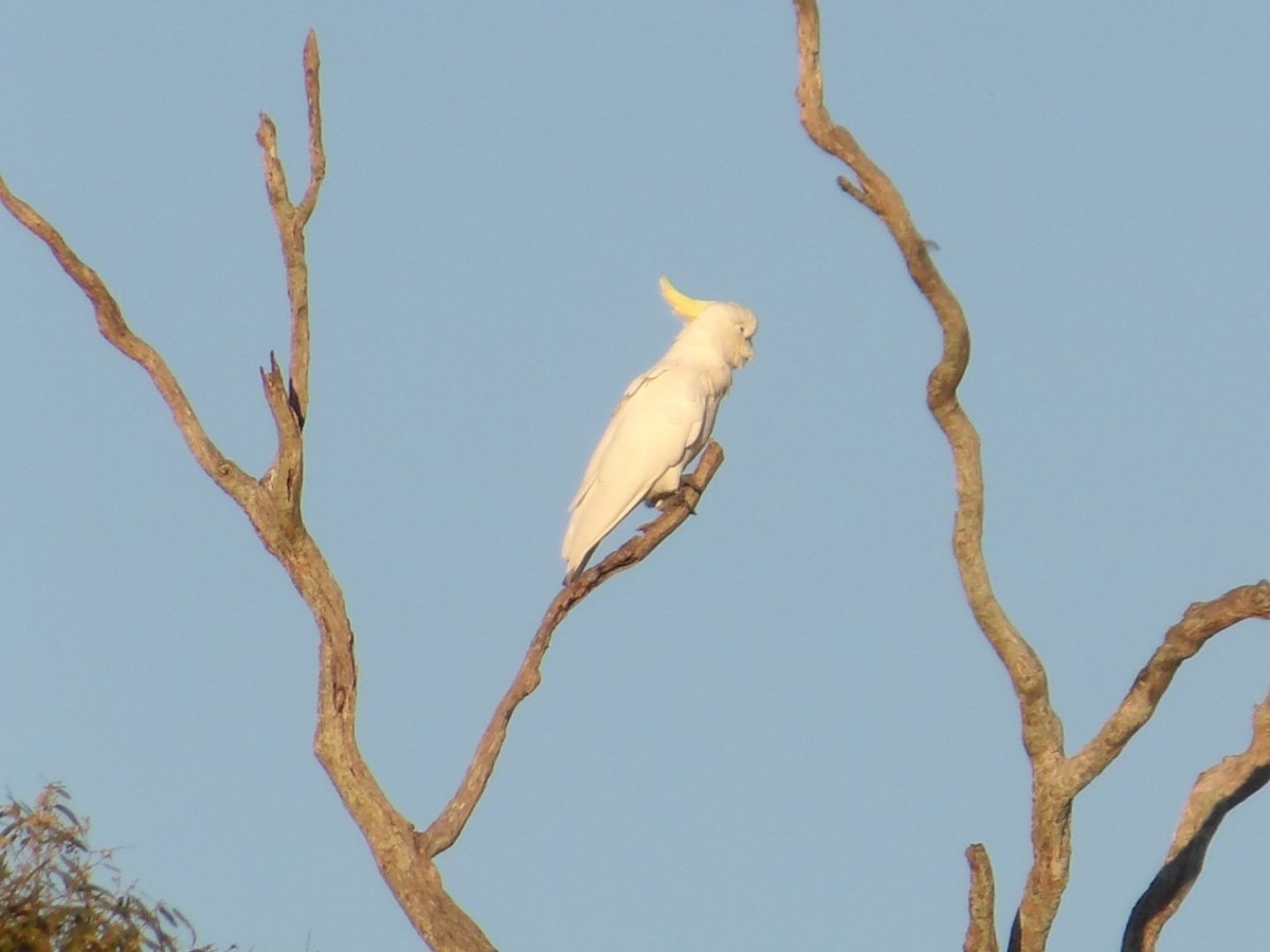 Sulphur-crested Cockatoo - ML646639008
