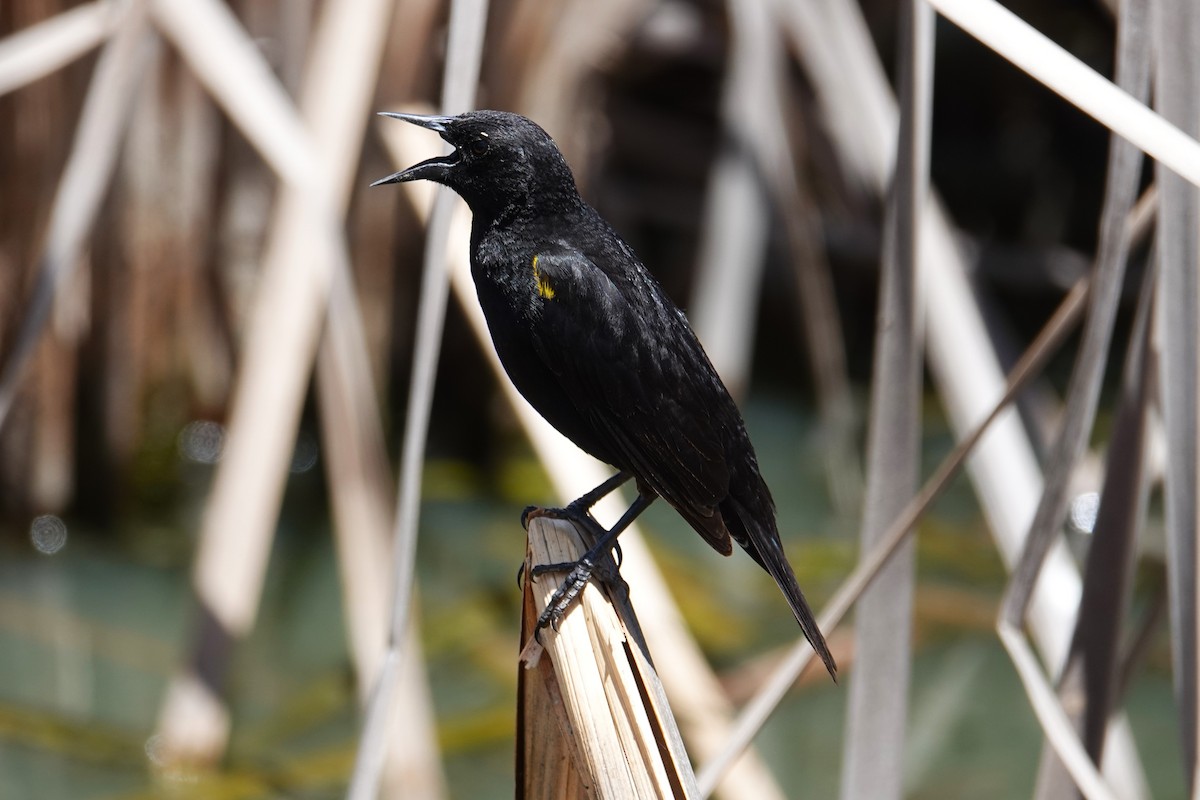 Yellow-winged Blackbird - ML646639009