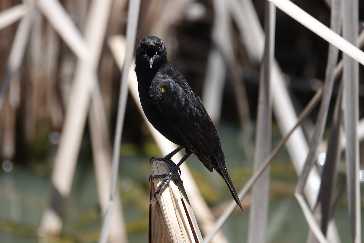 Yellow-winged Blackbird - ML646639010