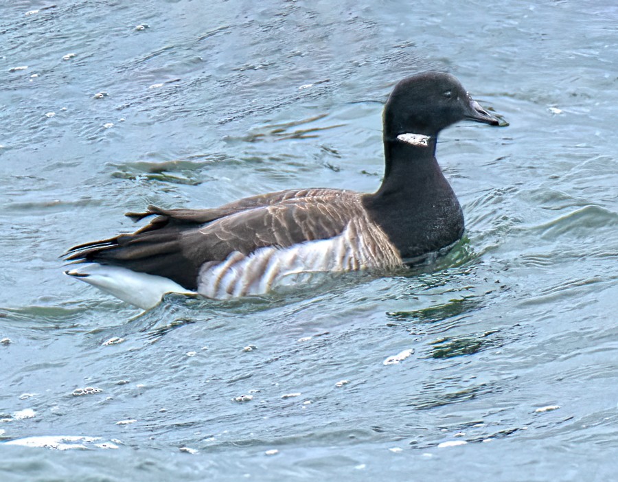 Brant - ML646639020