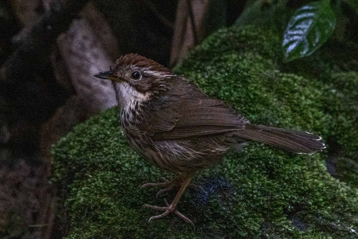 Puff-throated Babbler - ML646639022
