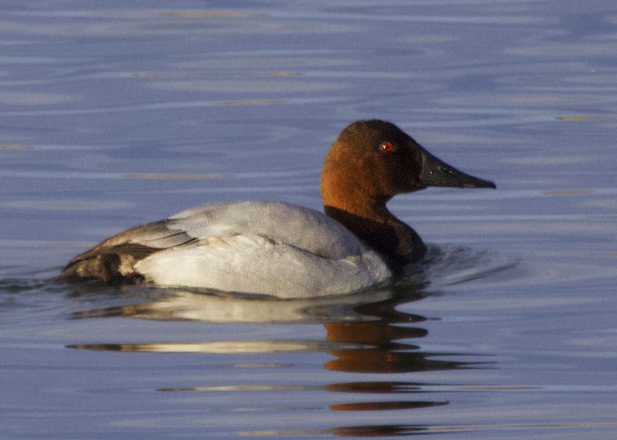 Canvasback - ML646639024
