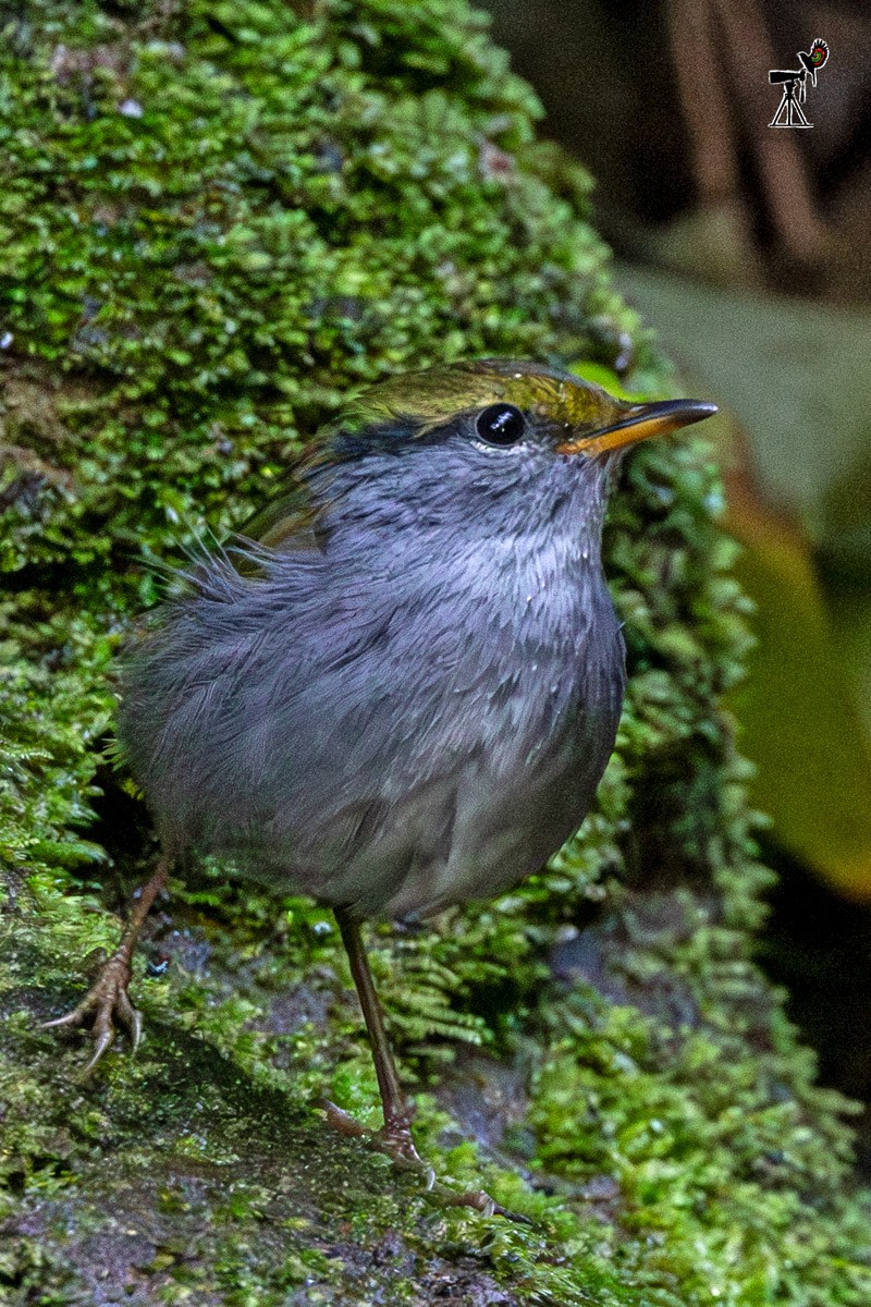 Gray-bellied Tesia - ML646639027