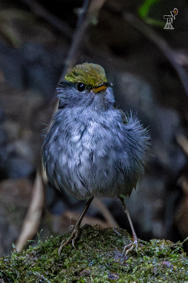 Gray-bellied Tesia - ML646639028