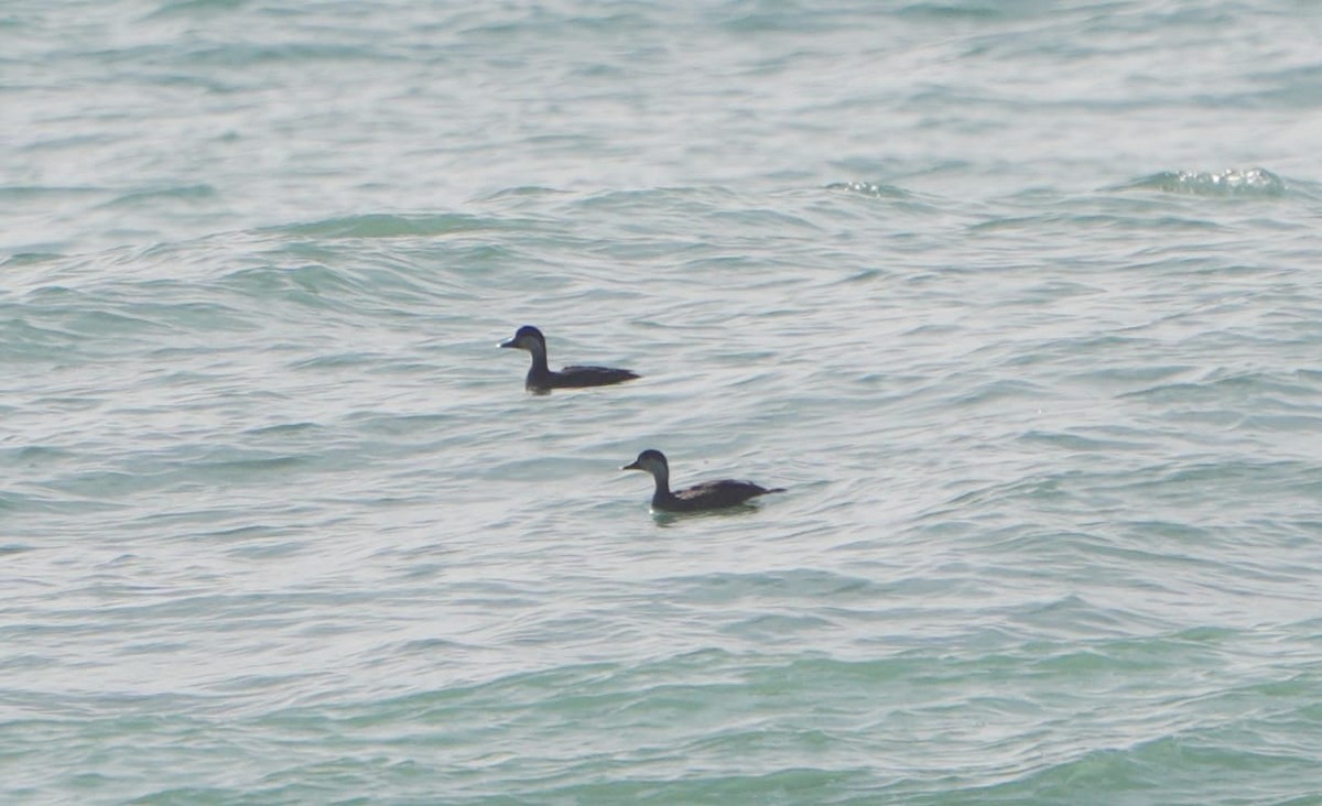 Common Scoter - ML646639031