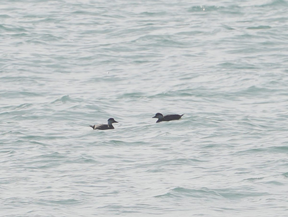 Common Scoter - ML646639032