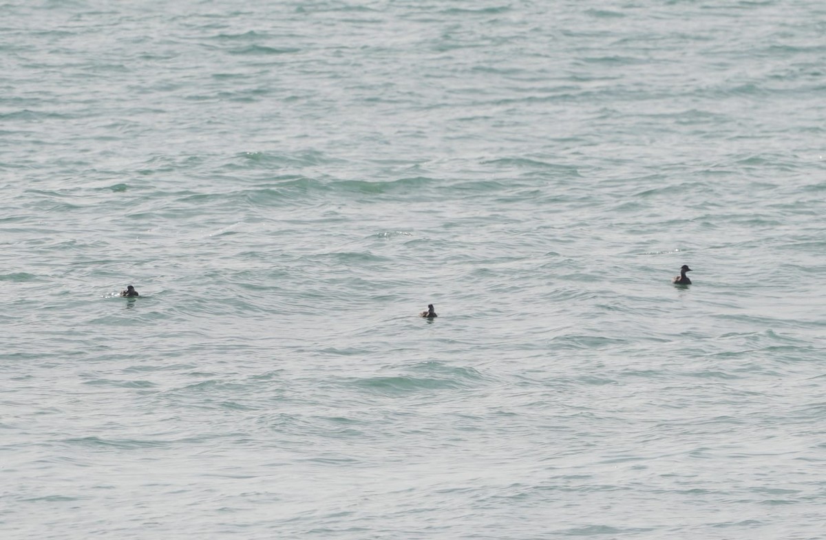 Common Scoter - ML646639033