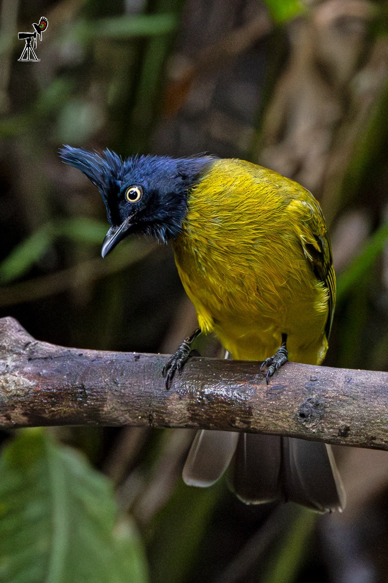 Black-crested Bulbul - ML646639034