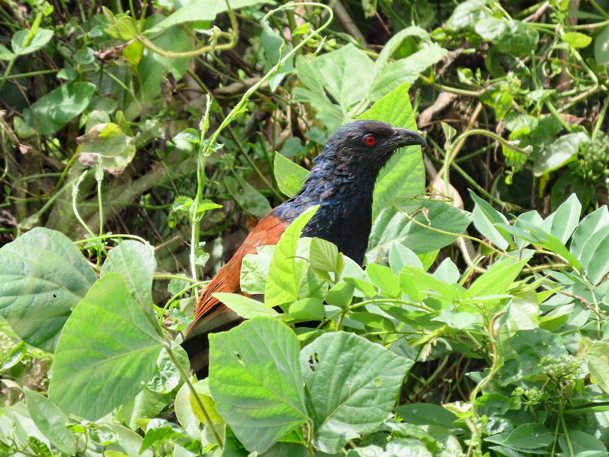 Greater Coucal - ML646639035
