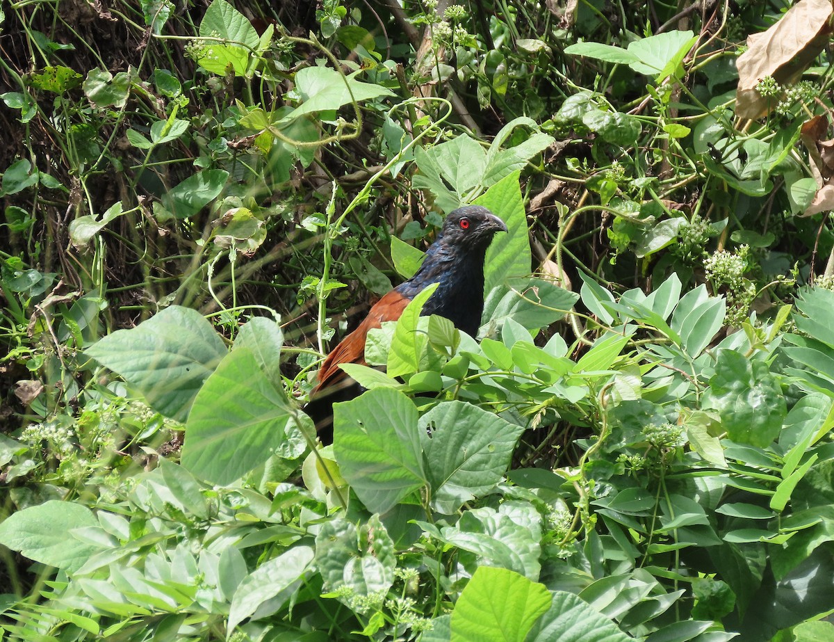 Greater Coucal - ML646639036