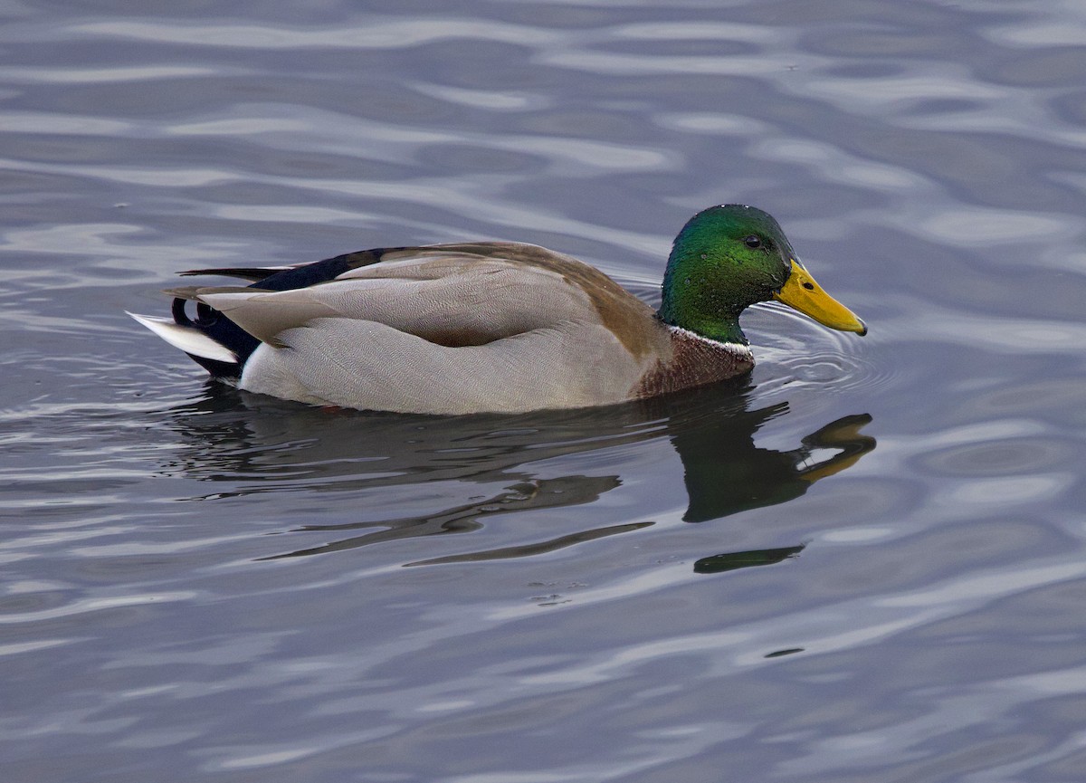 Mallard - ML646639037
