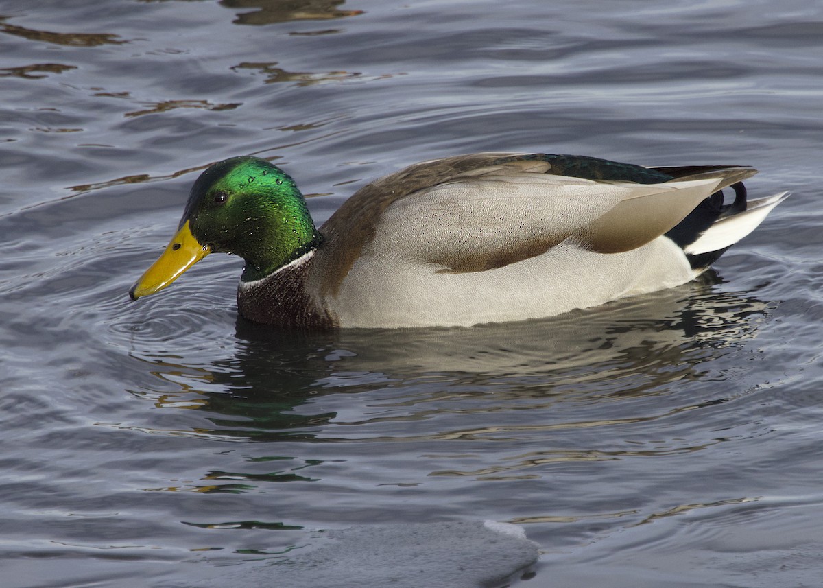 Mallard - ML646639038
