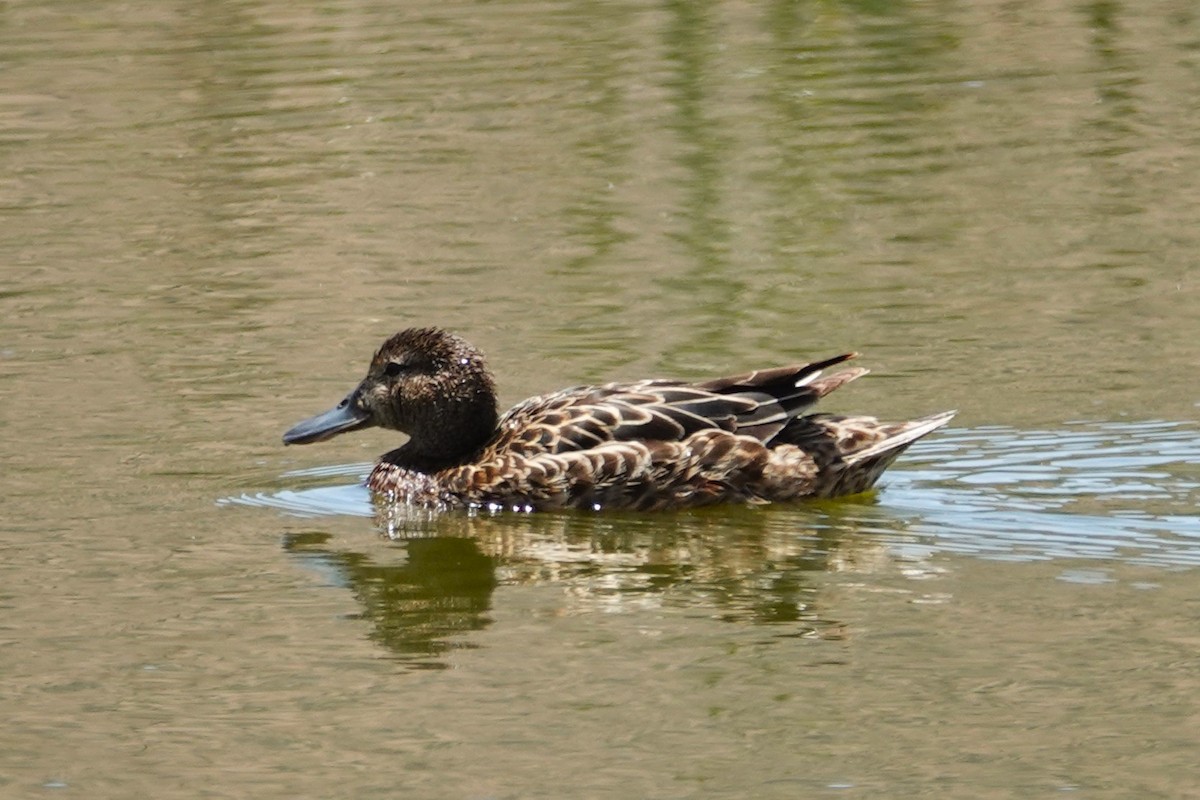 Cinnamon Teal - ML646639039