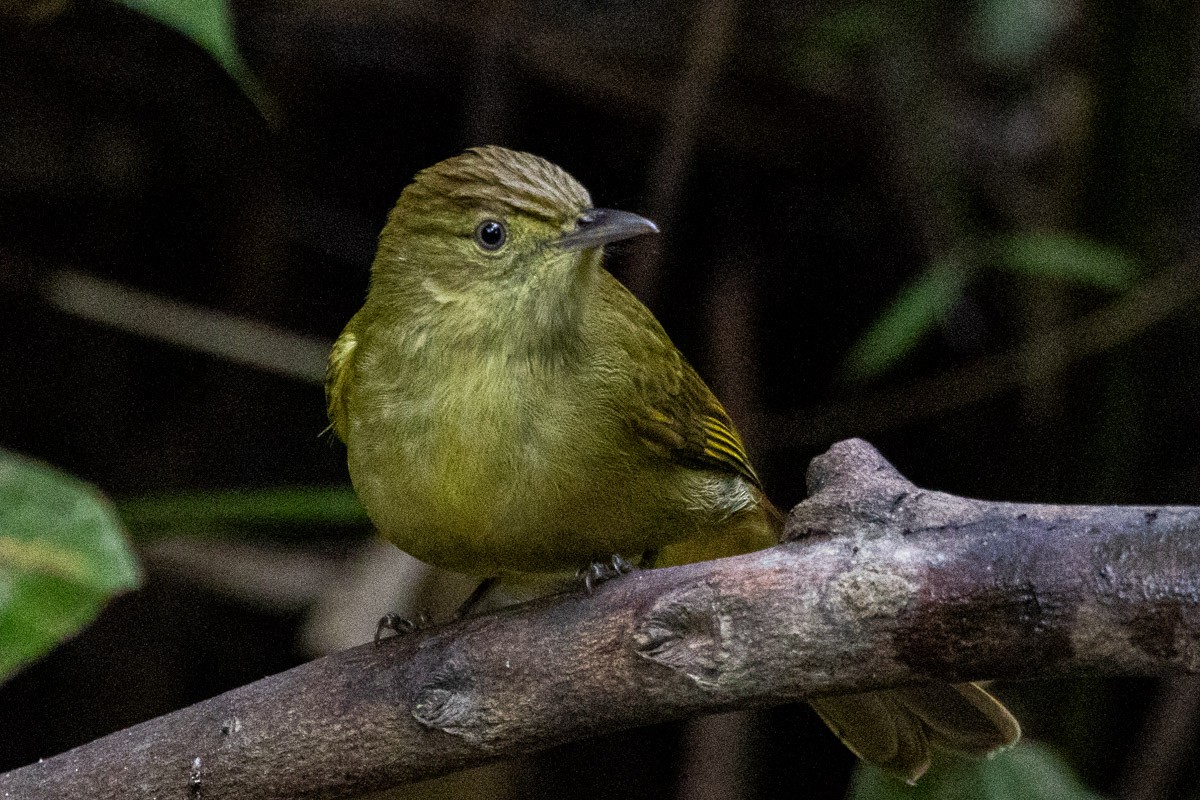 Cachar Bulbul - ML646639040