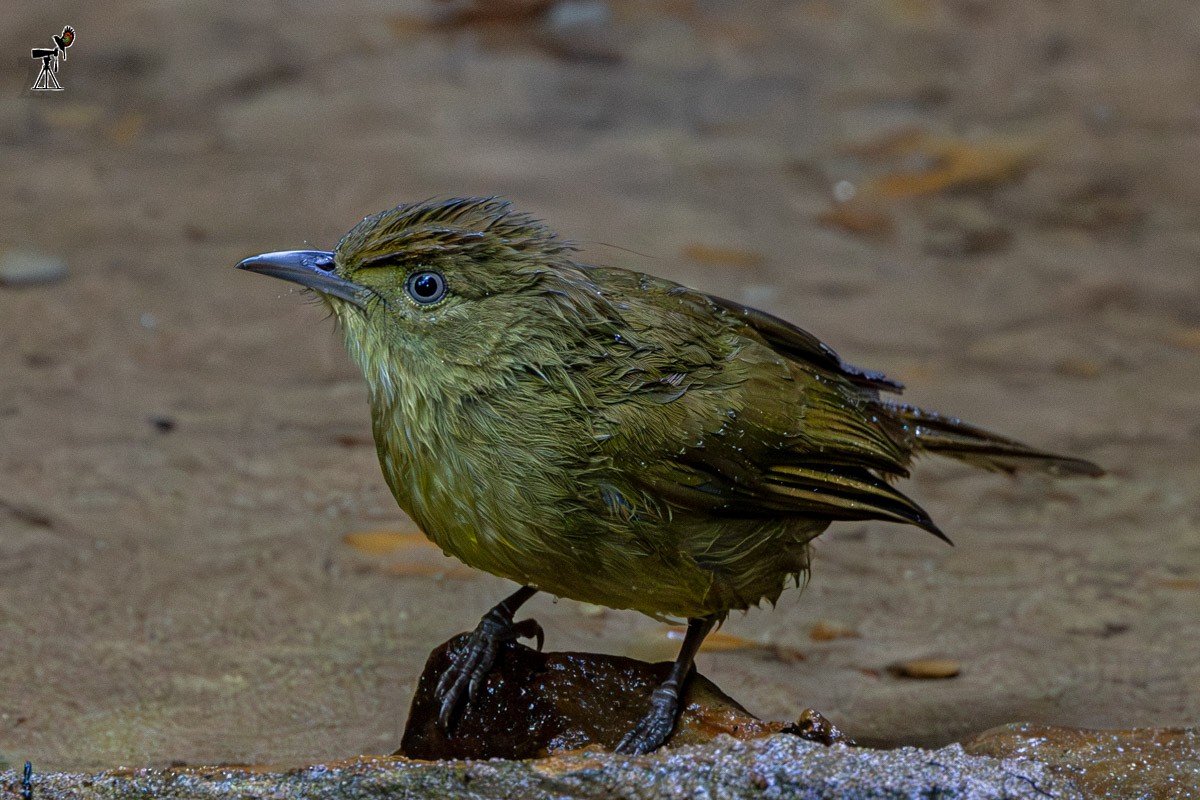Cachar Bulbul - ML646639041
