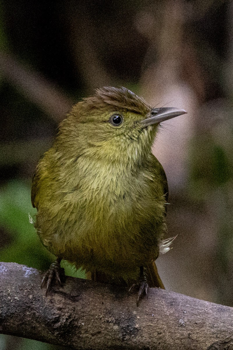 Cachar Bulbul - ML646639042