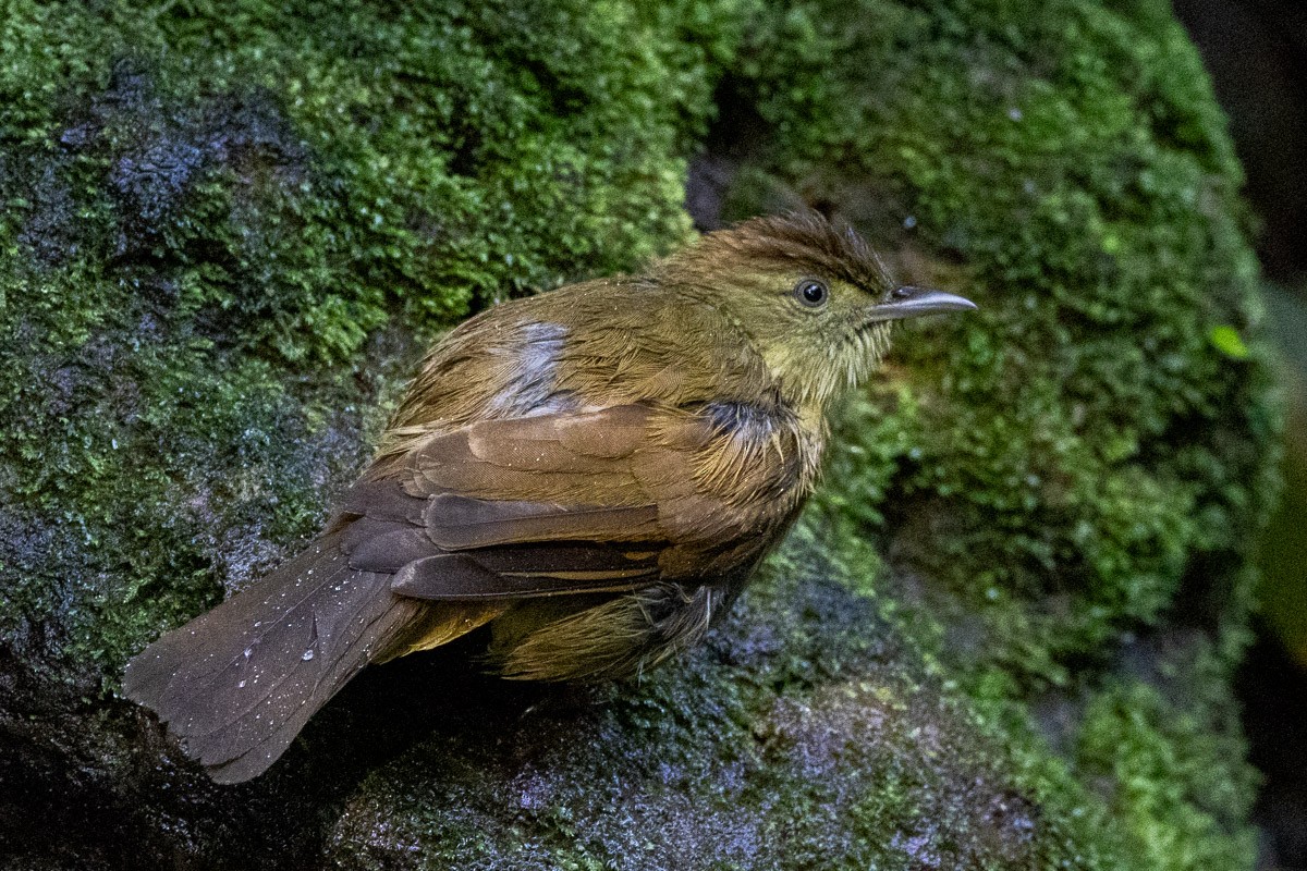 Cachar Bulbul - ML646639043