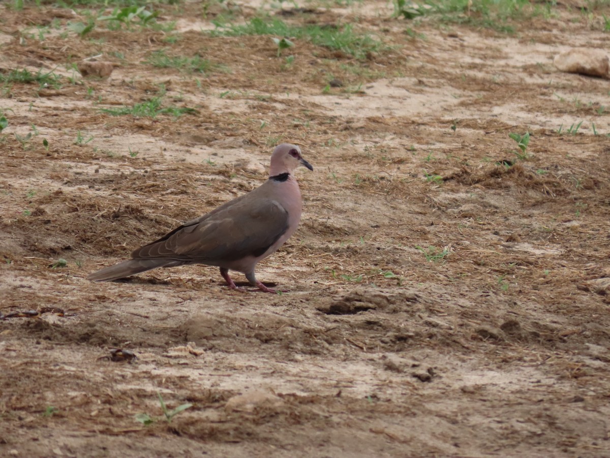 Ring-necked Dove - ML646639044