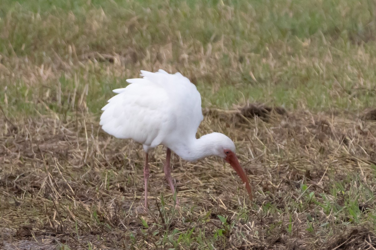 White Ibis - ML646639045