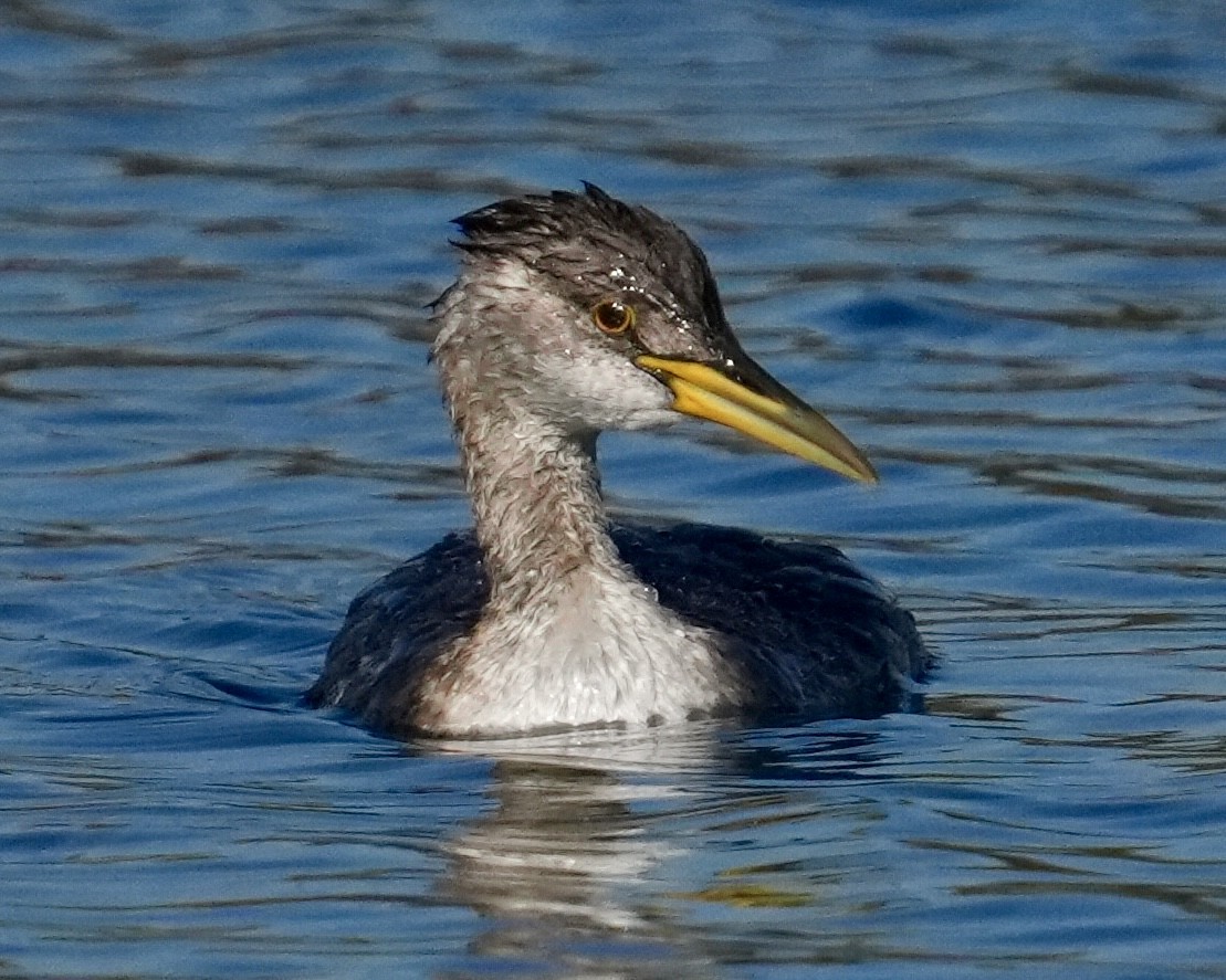 Somormujo Cuellirrojo - ML646639047
