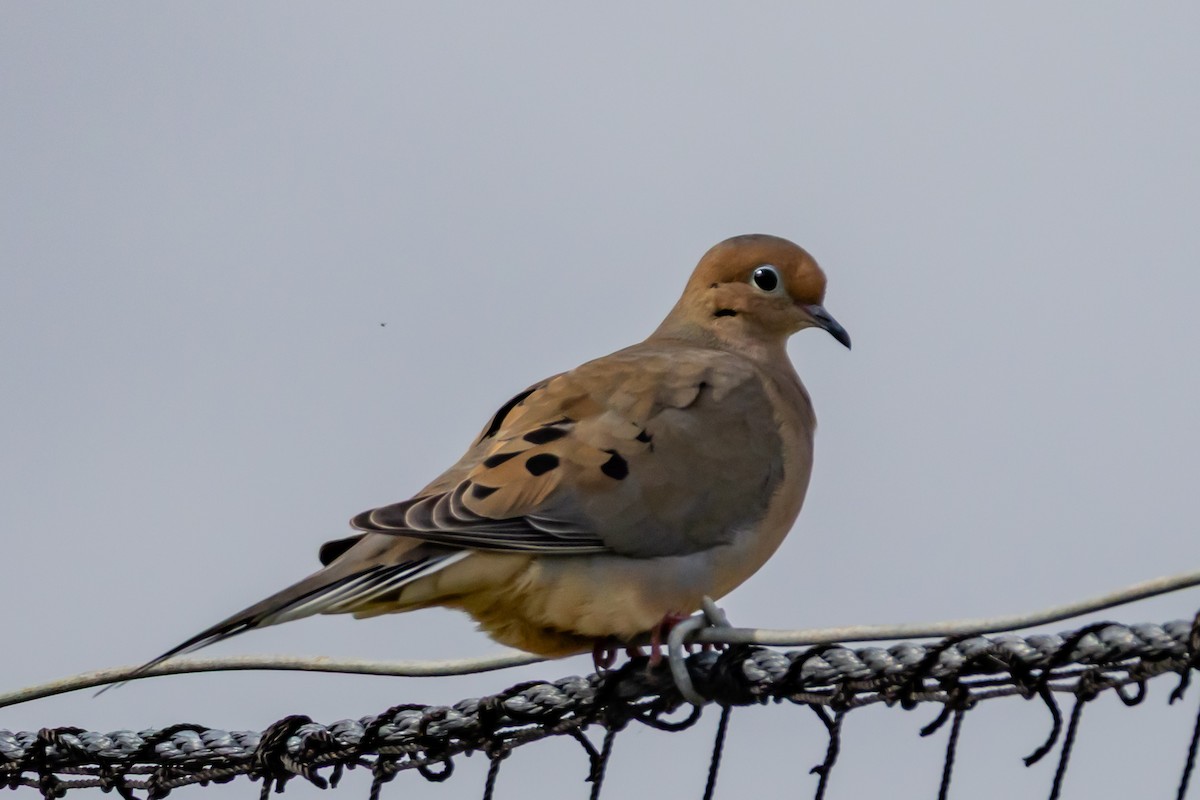 Mourning Dove - ML646639049