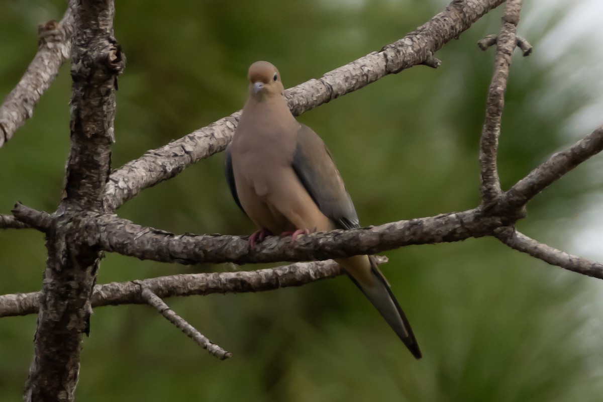 Mourning Dove - ML646639050