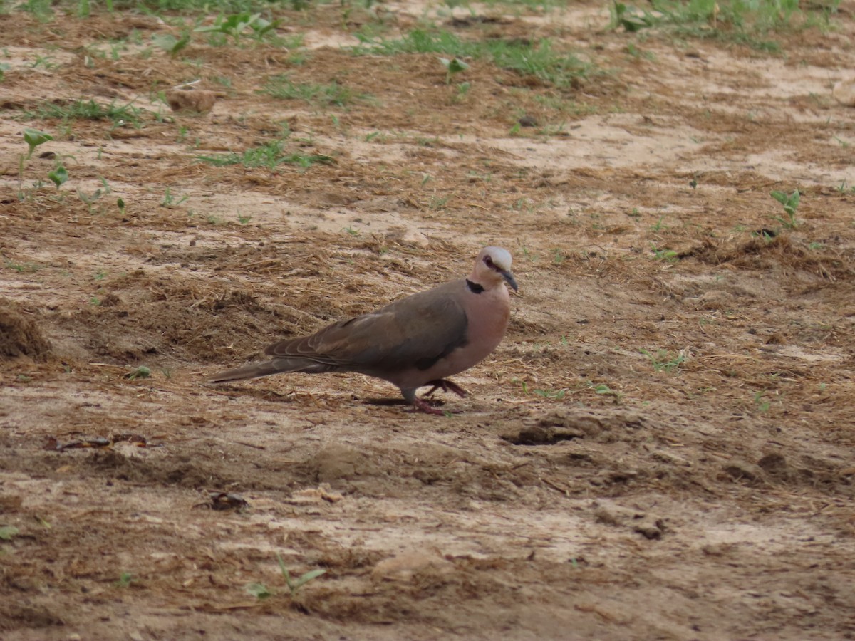 Ring-necked Dove - ML646639051