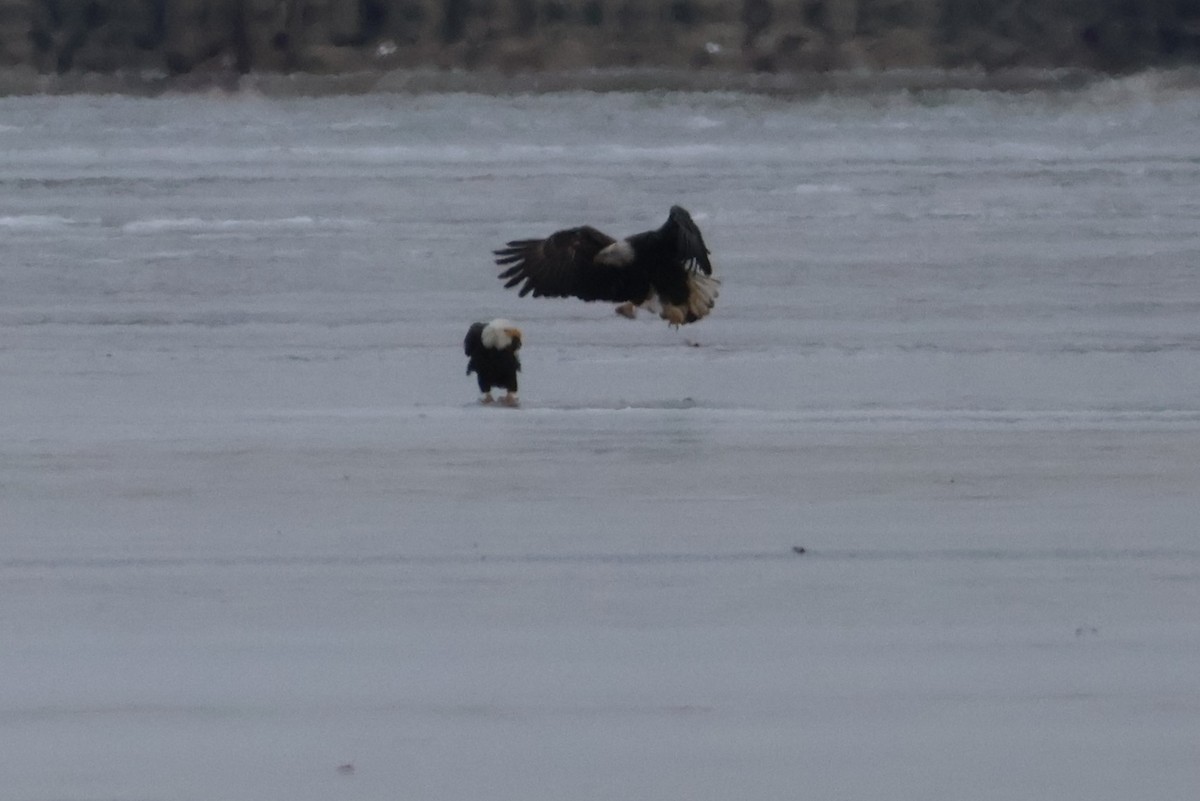 Pigargo Americano - ML646639052