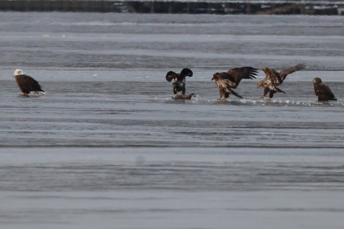 Pigargo Americano - ML646639053