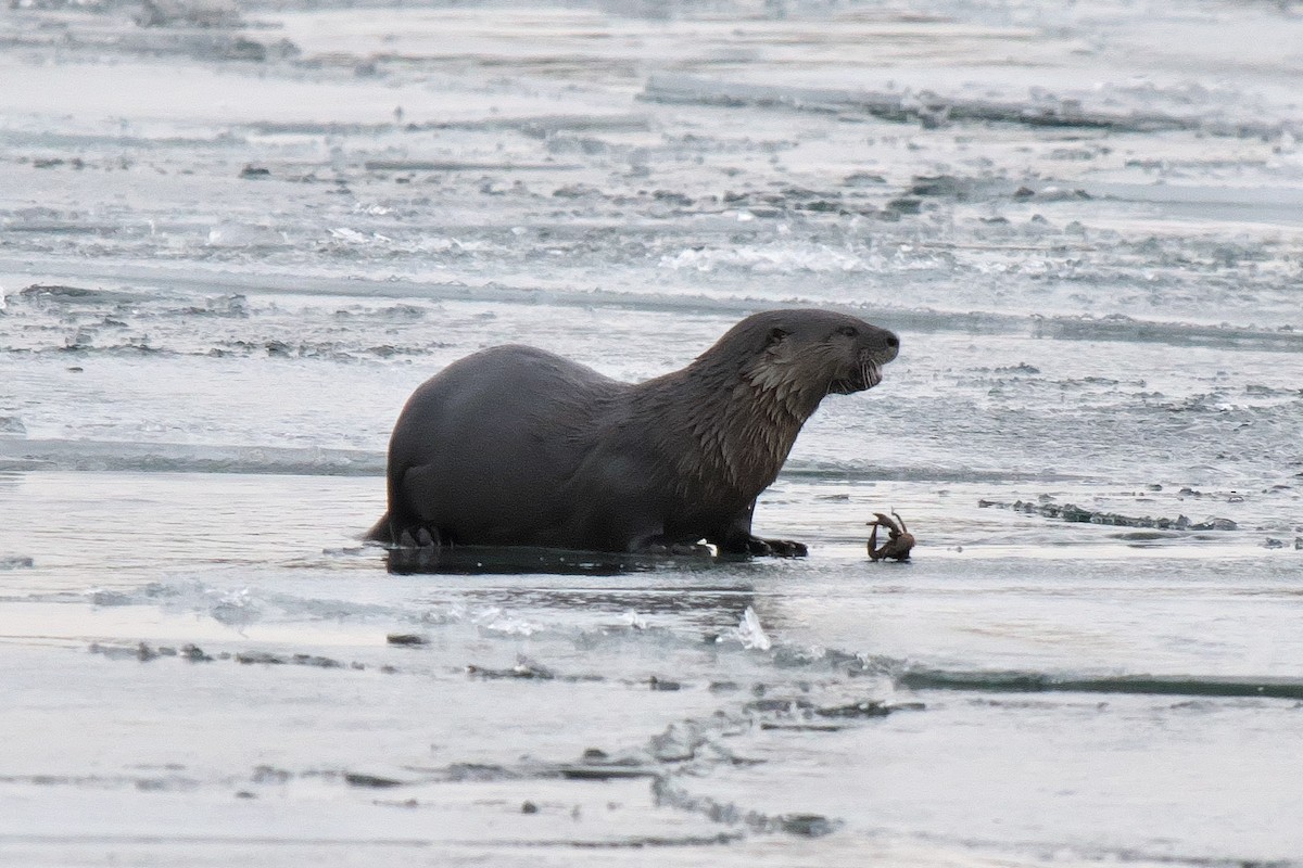 North American River Otter - ML646639054
